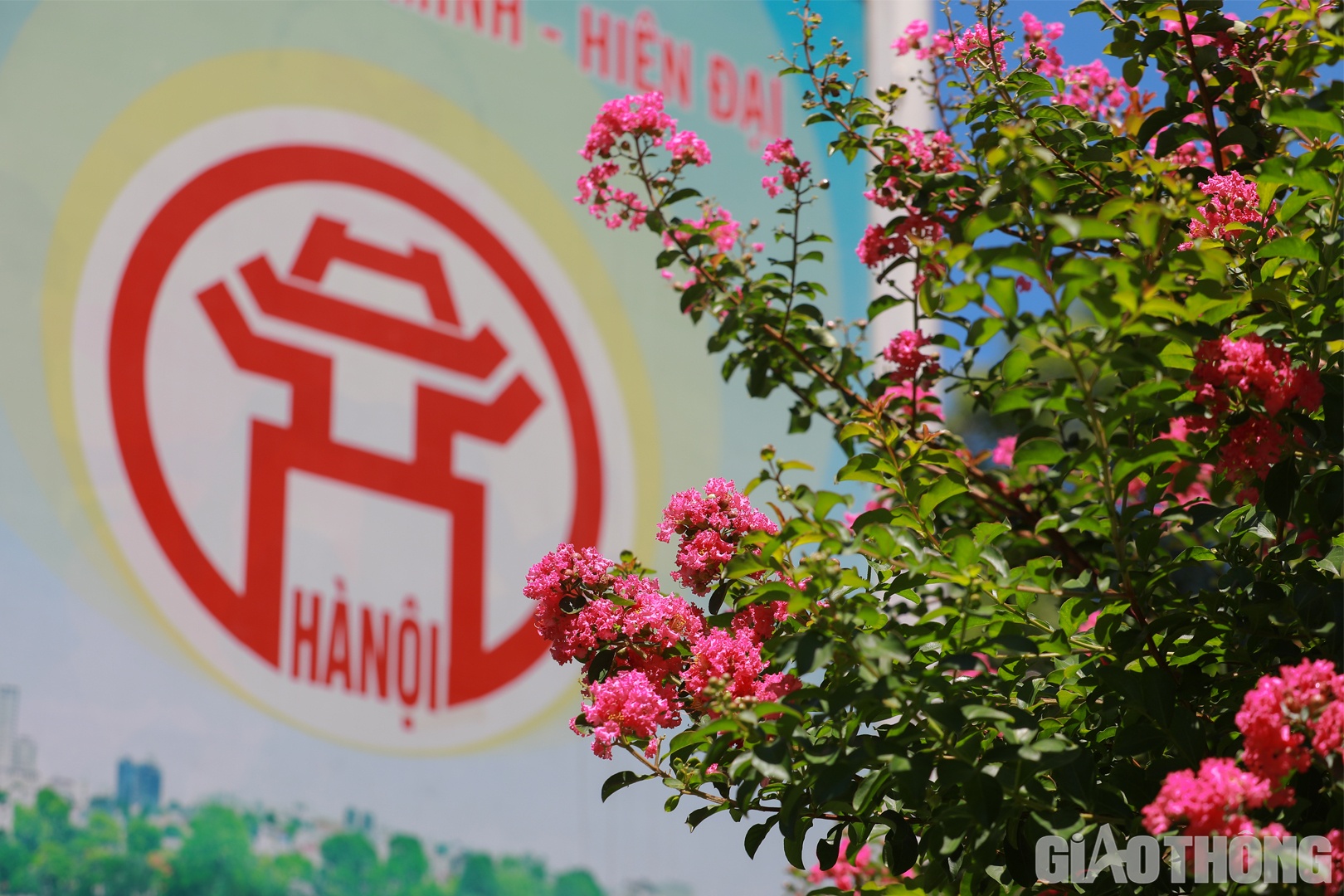 Tường Vi l&agrave; lo&agrave;i hoa kh&aacute; dễ trồng v&agrave; chăm s&oacute;c, thuộc c&acirc;y th&acirc;n gỗ, hoa nở th&agrave;nh từng ch&ugrave;m ở ngọn.