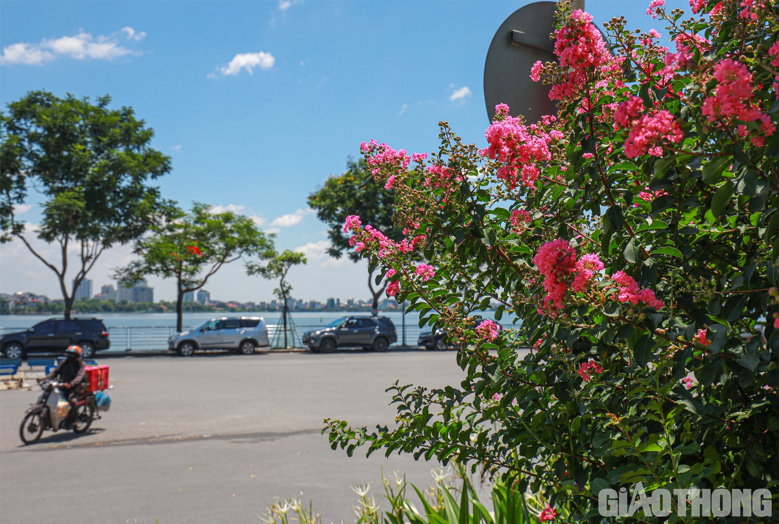 Những ch&ugrave;m Tường Vi rung rinh trước gi&oacute;, khoe sắc cạnh hồ T&acirc;y.