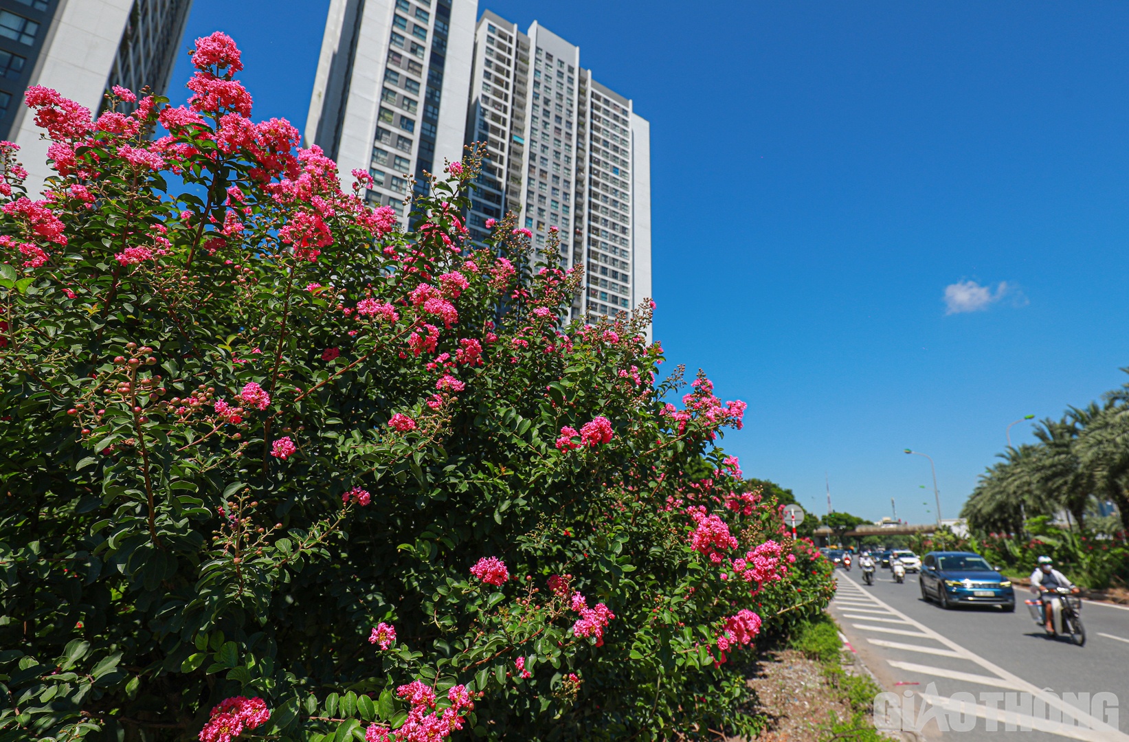 Ngo&agrave;i hai tuyến đường tr&ecirc;n, hoa Tường Vi c&ograve;n được trồng nhiều tr&ecirc;n dải ph&acirc;n c&aacute;ch đại lộ Thăng Long.