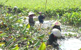 Quảng Trị: Khẩn cấp xử lý nạn bèo tây phủ kín sông Hói Trường