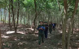 Tìm thấy 13 hài cốt liệt sĩ cùng nhiều di vật trong rừng tràm ở Quảng Trị