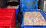 Phú Thọ: Phát hiện ô tô chở hơn 800kg lòng lợn bốc mùi hôi thối