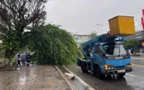 Quảng Ninh: Bão số 1 gây gió giật mạnh ở Móng Cái, nhiều cây xanh gãy đổ