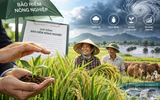 Chính thức hỗ trợ tối đa 95% phí bảo hiểm nông nghiệp