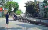 Tai nạn giao thông 9/9: Cây đổ trúng xe máy, người đàn ông tử vong tại chỗ