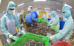 Tín hiệu phục hồi xuất khẩu cuối năm