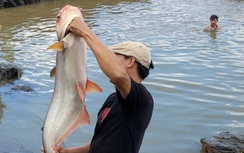 Người dân đổ xô bắt cá khủng sau xả tràn đập Trị An