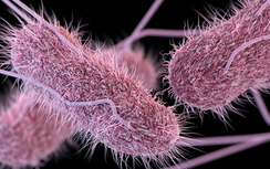 Phát hiện vi khuẩn Salmonella trong bệnh phẩm của trẻ ngộ độc sau tiệc trung thu