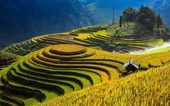 Chiêm ngưỡng vẻ đẹp ruộng bậc thang Mù Cang Chải mùa lúa chín