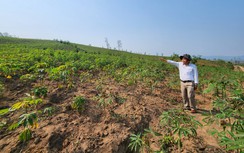 Vụ phá rừng, chiếm 30ha đất ở Quảng Trị: Vì sao tạm đình chỉ giải quyết?