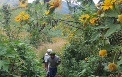 Ngất ngây với triệu đóa dã quỳ trên đỉnh Chư Đăng Ya