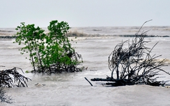 Cần 632 tỷ đồng xây kè chống sạt lở, Cà Mau xin Trung ương hỗ trợ