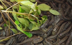 Lội bộ xuyên rừng săn loài cá biết leo cây ở Cà Mau