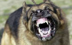 Đồng Nai: Hai cháu bé bị chó dại cắn