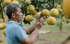 Ngắm vườn bưởi Diễn tiền tỷ vàng rộm chờ bán dịp Tết
