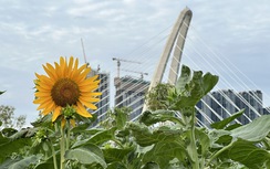 Nghìn người nô nức ngắm vườn hướng dương khoe sắc ở công viên bờ sông Sài Gòn