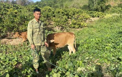 Dân nghèo chưng hửng vì dự án cấp bò lại hoá... bê