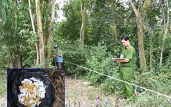 Vụ cướp tiệm vàng ở Trà Vinh: Tìm thấy 80 chỉ vàng trong bụi rậm