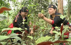 Gỡ khó cho dân trồng dược liệu dưới tán rừng