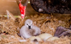 Nghỉ lễ 2/9, trẻ em thành Vinh nô nức đổ về Eco Central Park ngắm thiên nga mới sinh