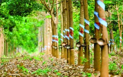 Trả cổ tức bằng tiền đến 30%, chứng khoán cao su đặt nhiều kỳ vọng