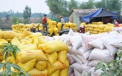 Hậu tăng nóng, giá gạo xuất khẩu giảm 3 đợt liên tiếp