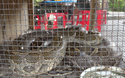 Người đàn ông ở Cà Mau giao nộp con trăn đất hơn 67kg cho kiểm lâm