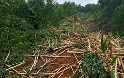 Quảng Ngãi: Xe tải lao vực sâu, tài xế tử vong trong cabin