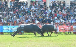 Du khách đổ về xem chọi trâu Đồ Sơn, thịt trâu thua giá 3,5 triệu đồng/kg