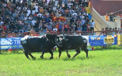 Trâu 1,3 tấn nhàn nhã giật chức vô địch lễ hội chọi trâu Đồ Sơn 2023
