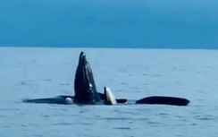Ngỡ ngàng clip đàn cá voi nặng cả tấn nô đùa trên mặt biển Cô Tô