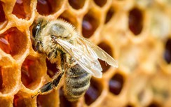 Liên tiếp bệnh nhân nguy kịch vì ong đốt, bác sĩ lưu ý điều gì?