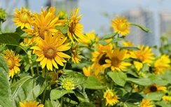 Người dân đội nắng check-in vườn hướng dương đẹp nhất Sài Gòn