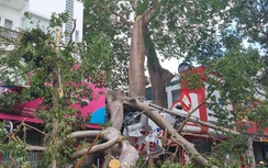 Cây cổ thụ gãy đổ đè trúng người phụ nữ đi đường