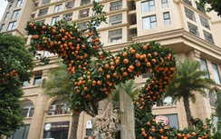 Cặp cây quất hình con rồng giá hơn 200 triệu đồng