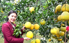 Bình Dương tổ chức lễ hội bưởi đón tết Nguyên đán