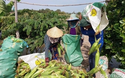 Nông dân Bạc Liêu trúng mùa bắp, hứa hẹn đón Tết sung túc, ấm no