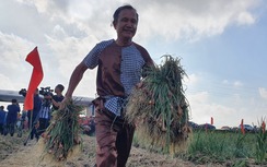 Người dân hào hứng lần đầu trải nghiệm lễ hội thu hoạch hành, tỏi