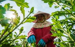 Làng hoa lớn nhất TP.HCM sẵn sàng cho tết Nguyên đán Giáp Thìn