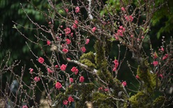 Đào cổ thụ giá trăm triệu chờ đại gia mua về chơi Tết