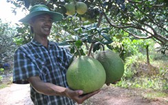 Nông dân xứ bưởi Năm Roi thở dài vì đặc sản lại mất giá