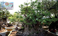 Cây ổi cổ thụ 200 năm tuổi nổi vân gỗ đỏ thẫm khi tưới nước có giá hơn nửa tỷ