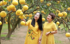 Nhà vườn bội thu khi khách nườm nượp đến chụp ảnh cùng bưởi Diễn