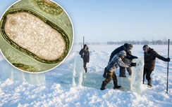 Nguy cơ virus “thây ma” hồi sinh, làm bùng đại dịch bí hiểm