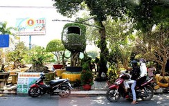 Xuất hiện cây mai hình máy bay trực thăng giá 600 triệu tại chợ hoa xuân An Giang