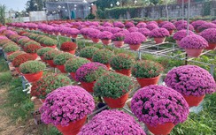 Làng hoa trăm tuổi ở Cần Thơ vào vụ Tết