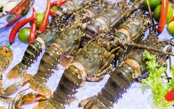 Xuất khẩu tôm sang Trung Quốc có nhiều tín hiệu tích cực