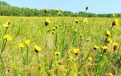 Nét đẹp hoa hoàng đầu ấn ở vườn quốc gia Tràm Chim