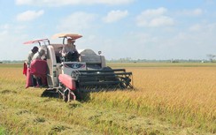 Lúa trúng mùa được giá, thu lãi hàng trăm triệu, nông dân Bạc Liêu phấn khởi đón Tết