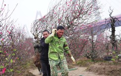 Đào Nhật Tân nở rộ, hút khách mua
